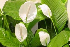 一帆風順有什么作用，一帆風順的作用功效