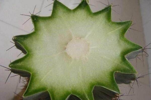 仙人球的繁殖方法，以下三種繁殖方法必須要掌握