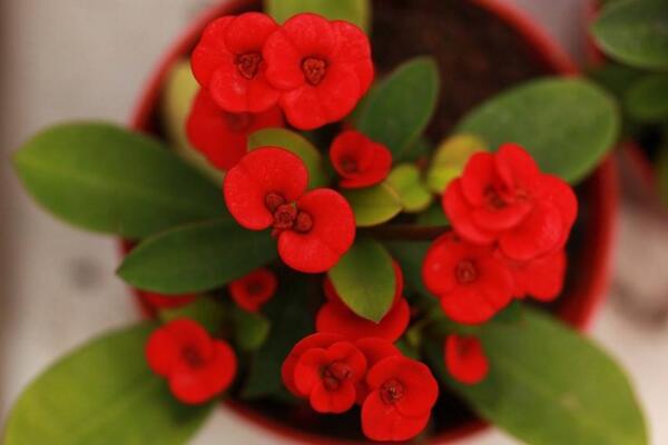 怎么讓虎刺梅開花，加強(qiáng)光照并保證養(yǎng)分充足