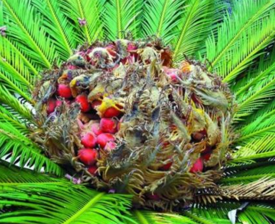 鐵樹果的功效與作用，化濕降濁、健脾和胃、去痰止咳