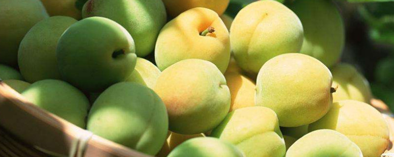 梅子什么時候成熟季節(jié)