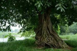 榕樹(shù)的風(fēng)水禁忌，榕樹(shù)不容人(迷信說(shuō)法)