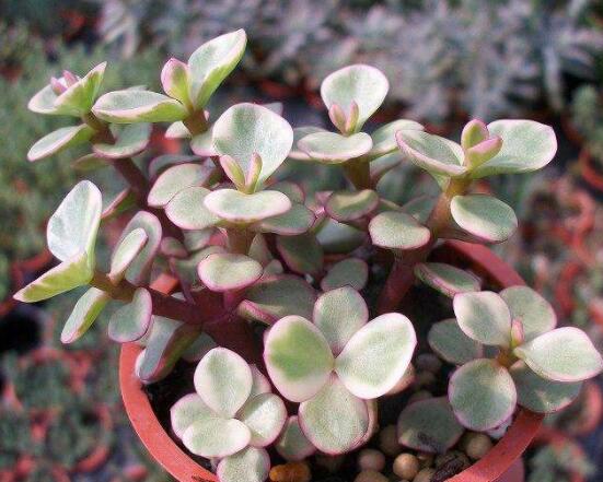 雅樂(lè)之舞的養(yǎng)殖方法和注意事項(xiàng)，老農(nóng)總結(jié)最實(shí)用八大養(yǎng)殖方法