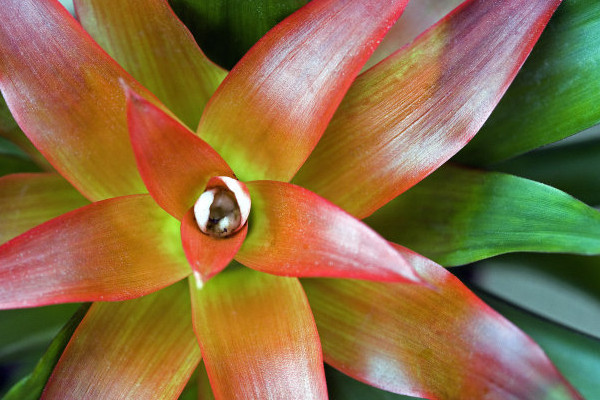 鴻運當(dāng)頭花的寓意