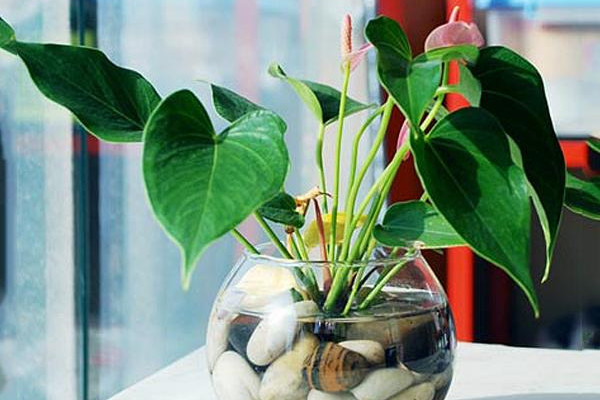 紅掌水培養(yǎng)殖方法，控制濕度是重中之重