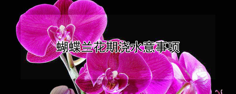 蝴蝶蘭花期澆水意事項