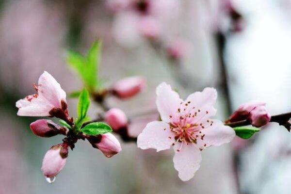 桃花的養(yǎng)殖方法和注意事項(xiàng)，4步教你養(yǎng)好桃花