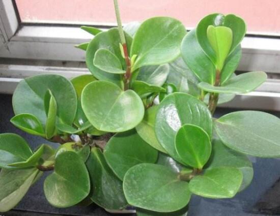 碧玉葉子發(fā)黃怎么辦，教你五步讓它重新恢復(fù)生機(jī)