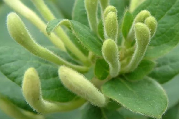 金銀花秋季怎么養(yǎng)護