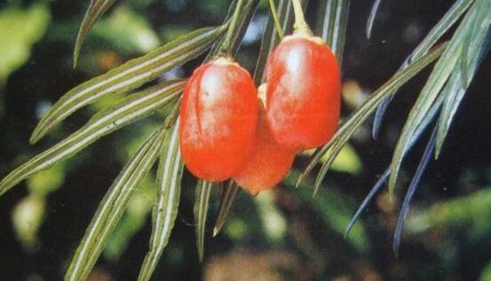 紅豆杉怎么修剪，紅豆杉修剪方法