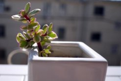 雅樂之舞放在哪里養(yǎng)好，放在這些位置才能滿足植株的生長