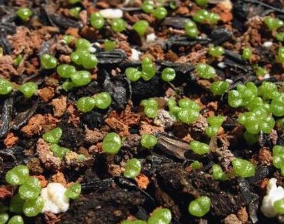 碧光環(huán)怎么播種，做好五個(gè)步驟三天快速發(fā)芽