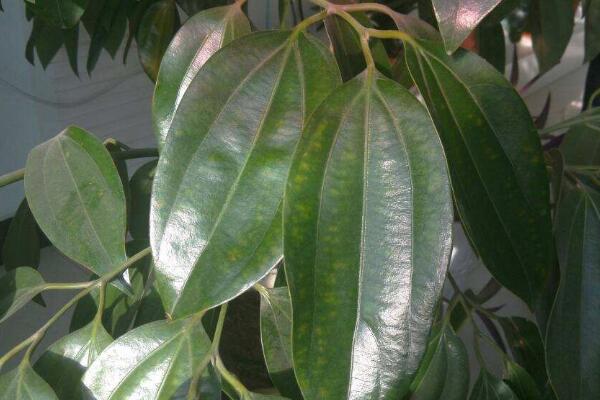 平安樹葉尖發(fā)黑怎么辦，找到原因及時處理