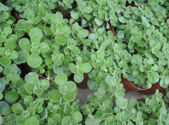 碰碰香怎么養(yǎng)茂盛，只需做好五個(gè)要點(diǎn)盆盆爆滿(mǎn)