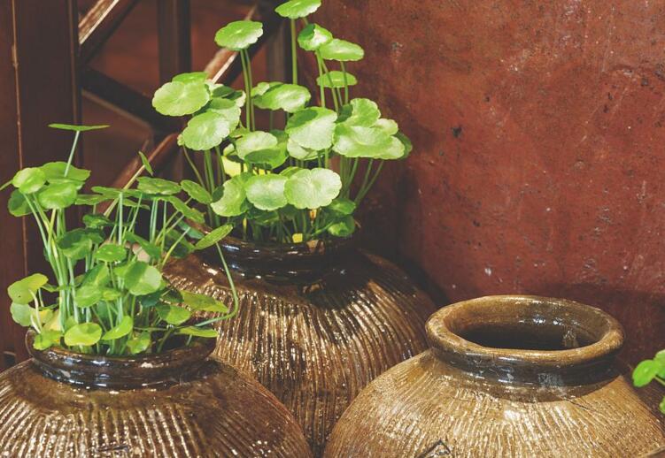 銅錢草適合放臥室嗎，不僅可以放并且作用也特別大
