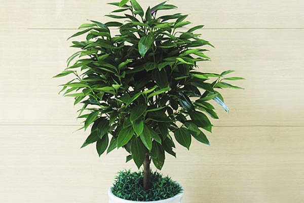 平安樹用什么肥料好，枝繁葉茂氮磷鉀肥