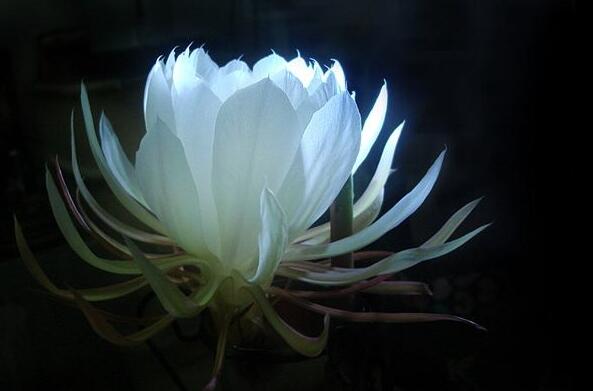 曇花種子種植方法，白天接受足夠的光照晚上才能開花