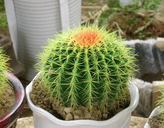 仙人球的擺放風(fēng)水，陽臺(tái)、玄關(guān)、書房為風(fēng)水最好