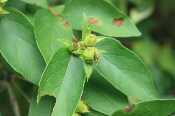 蔥皮忍冬的果實(shí)能吃嗎