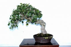 榕樹(shù)盆景能不能放家里（可以放），榕樹(shù)具有擋煞、化解不利的作用