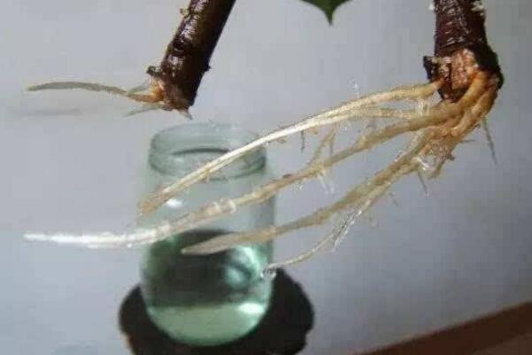 橡皮樹泡水生根的方法，3個步驟讓你橡皮樹深根固柢