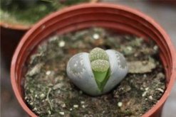 生石花養(yǎng)殖常見問題，稍不注意就會導(dǎo)致植株死亡