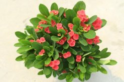 虎刺梅為什么不開花，影響虎刺梅開花的4大因素