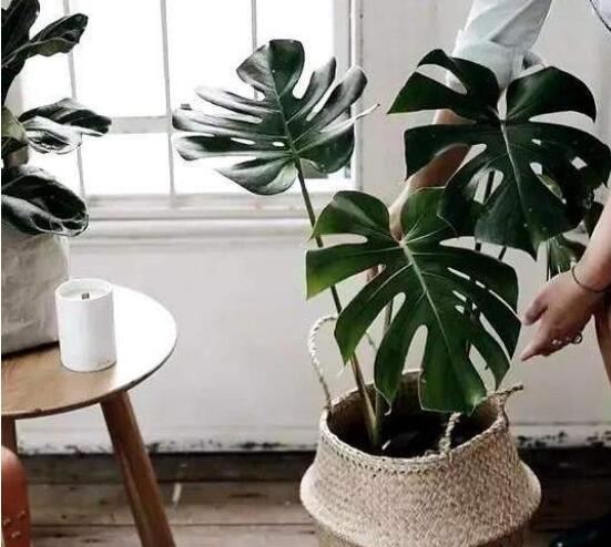 龜背竹怎么固定造型，龜體造型最受人們歡迎(美觀)