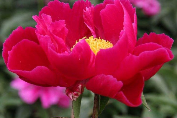 芍藥花冬天怎么儲(chǔ)存花蛤