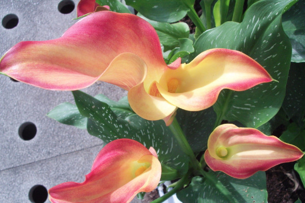 馬蹄蓮一朵花開(kāi)多久