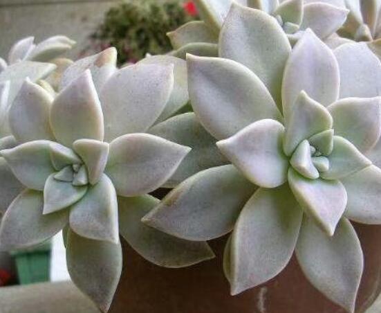 寶石花的花語是什么，代表著一種永不凋謝的愛、大富大貴