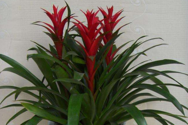 鴻運(yùn)當(dāng)頭和鳳梨的區(qū)別