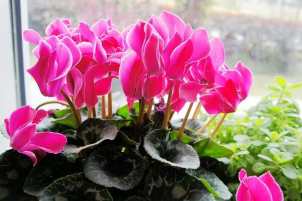 仙客來花期養(yǎng)護(hù)及花后管理，最重要的5個(gè)步驟