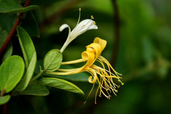 金銀花施肥方法大全，金銀花四季施肥要點(diǎn)