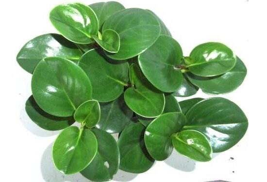 碧玉葉子發(fā)黃怎么辦，教你五步讓它重新恢復(fù)生機(jī)