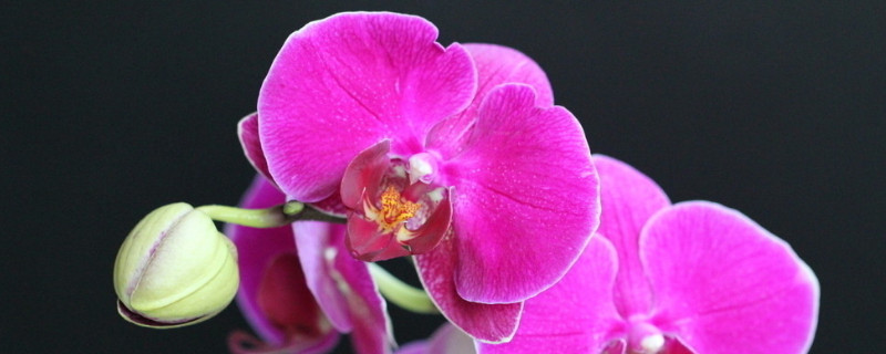 蝴蝶蘭在哪個季節(jié)開放