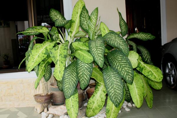 萬年青的養(yǎng)殖方法和注意事項：土壤適宜/溫度適中/切勿暴曬/合理澆水