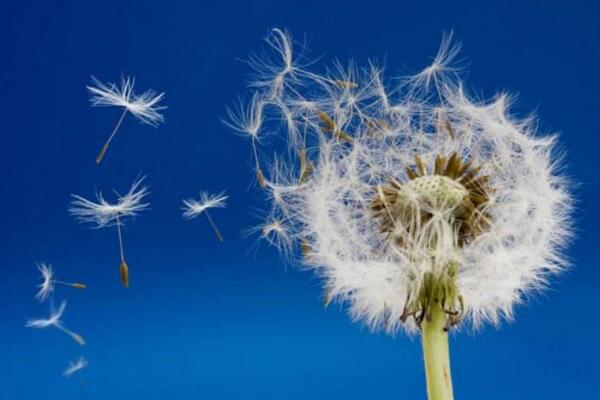 蒲公英怎么傳播種子，通過(guò)風(fēng)力進(jìn)行傳播