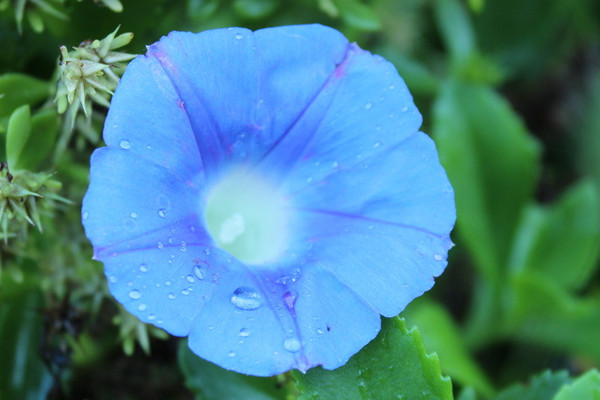 牽牛花種子是直接種嗎