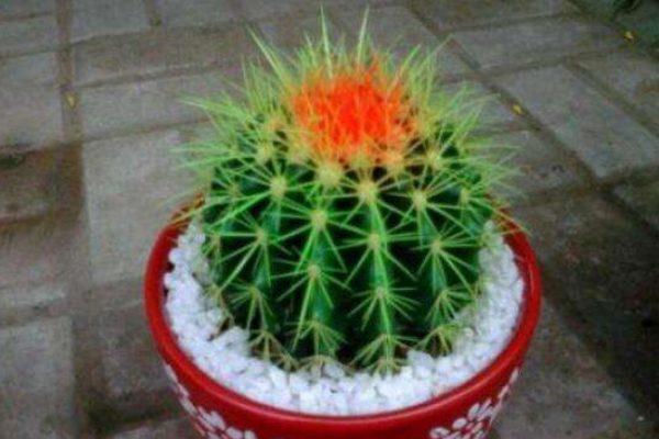 仙人球可以用沙子養(yǎng)嗎，光使用沙子是養(yǎng)不活的