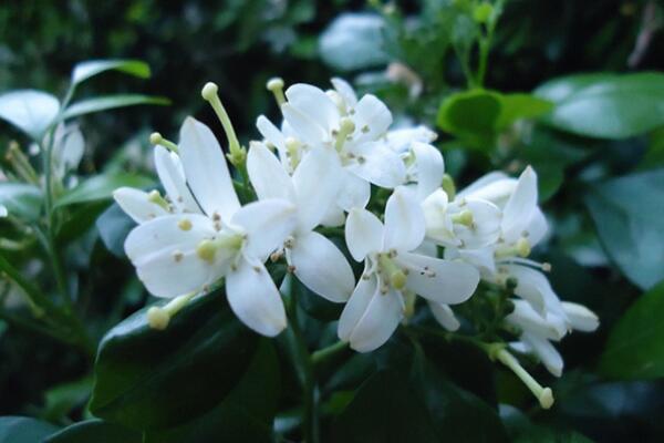 九里香可以放室內(nèi)嗎，不宜長時(shí)間擺放在室內(nèi)