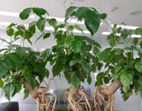 幸福樹擺放禁忌，盤點幸福樹五大擺放禁忌