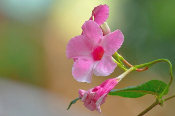 飄香藤長太長怎么辦