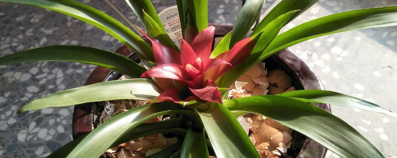 鴻運當(dāng)頭和紅掌哪種旺財