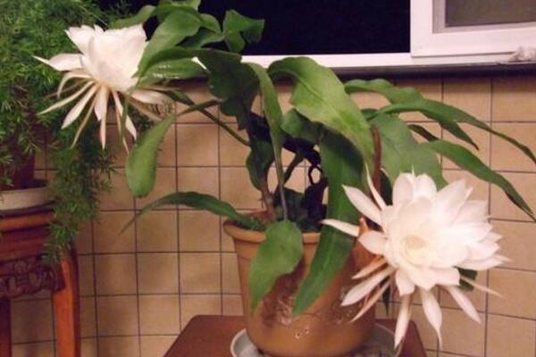 曇花對室內(nèi)家居的影響，觀賞以及凈化最突出