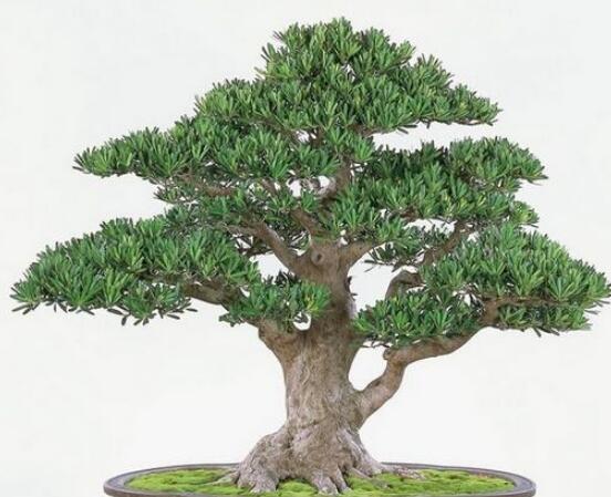 羅漢松寓意是什么，意著招財進寶、長壽吉祥(美好)