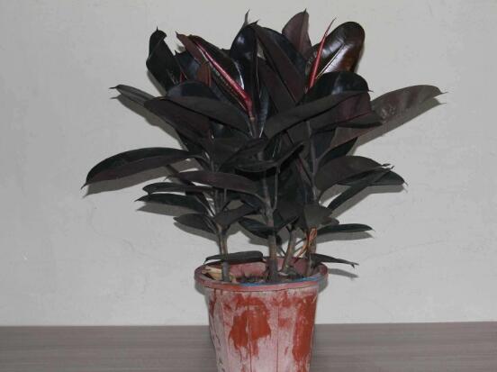 橡皮樹怎么換盆，教你四個簡單易學(xué)的方法