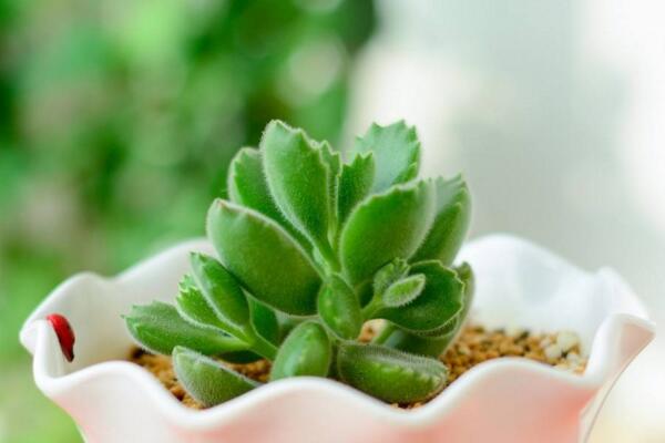 多肉熊童子的種植過程，熊童子種植詳細(xì)步驟介紹