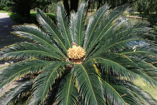 蘇鐵葉子發(fā)黃的原因以及解決方法，多是以下五種原因