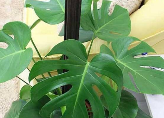 龜背竹黑斑病怎么辦，及時摘除病葉、噴灑藥物/保持通風透氣